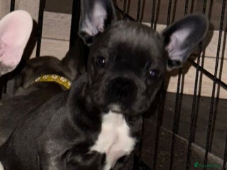 French Bulldog dogs 5 french bulldogs left!! Ready now! - Advert 11