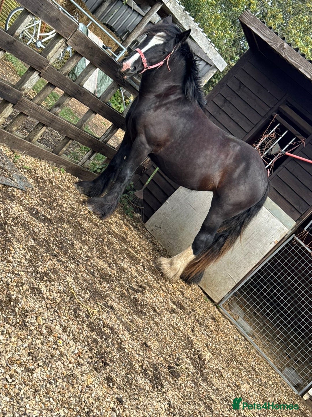 Shire horses for sale: 🌸 For sale - Princess 🌸 - Advert 2