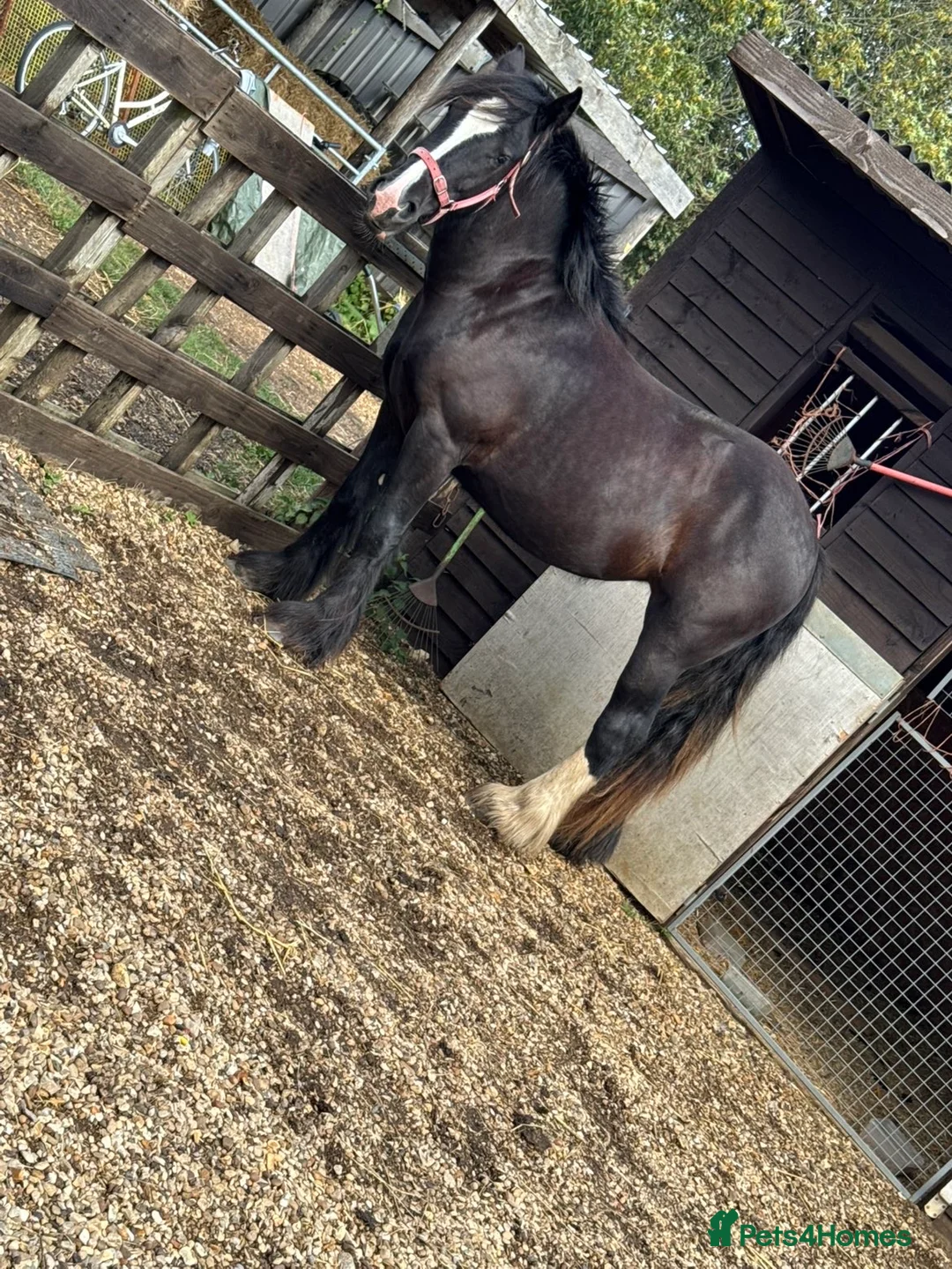 Shire horses for sale: 🌸 For sale - Princess 🌸 - Advert 2