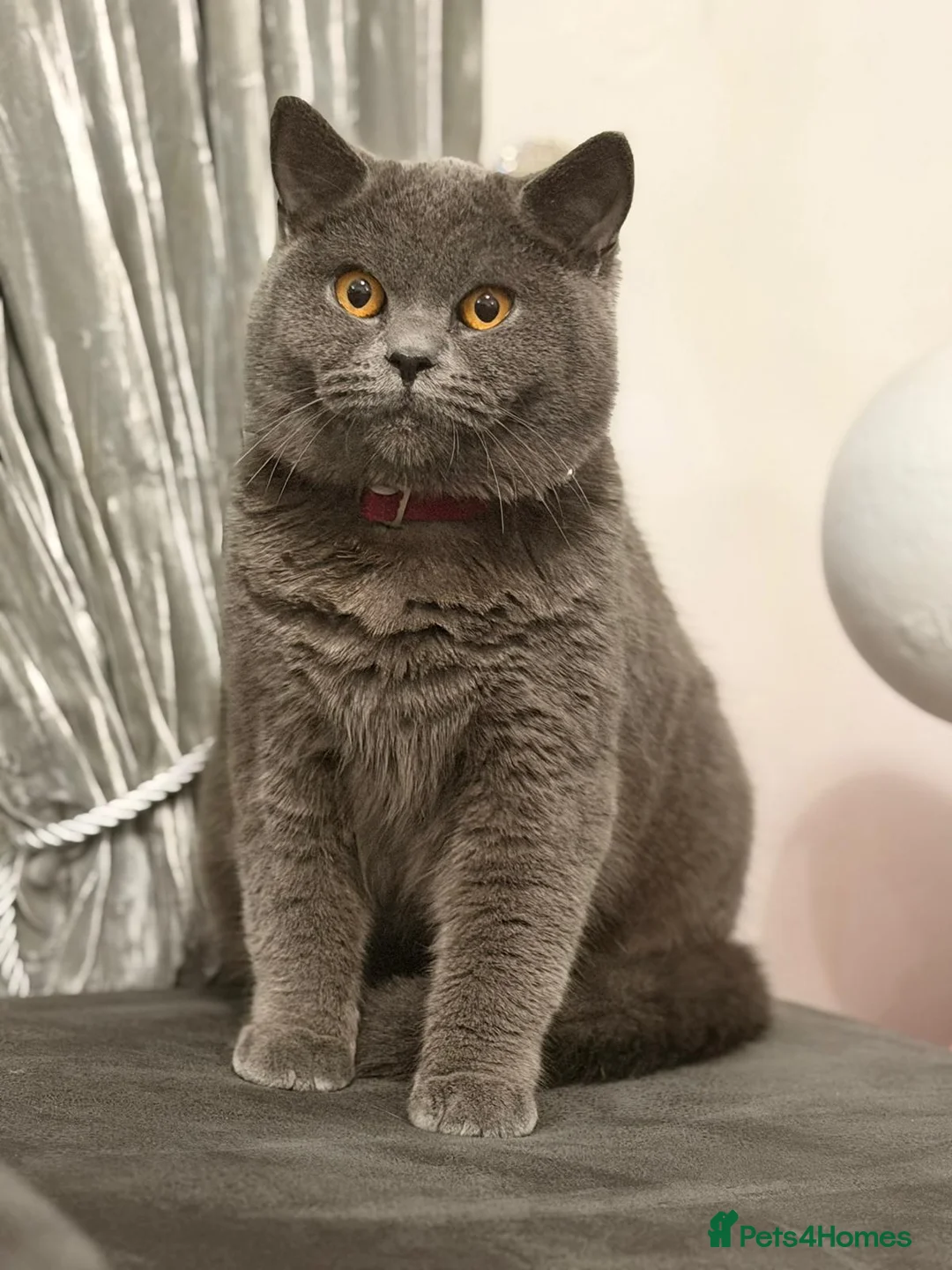 British Shorthair cats for sale: British Short hair Male Cat - Advert 2