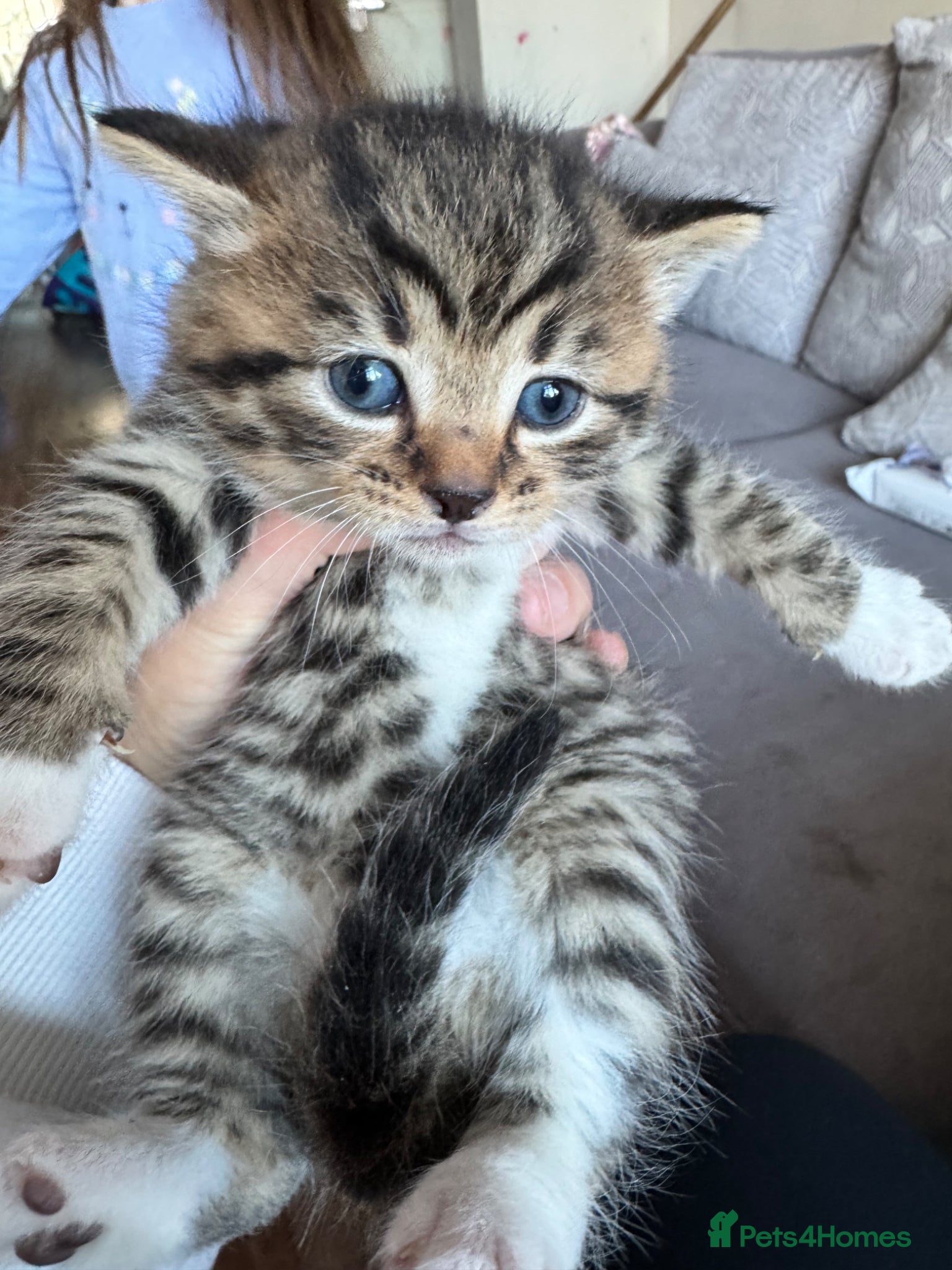 Mixed Breed cats Kittens for sale  - Advert 1
