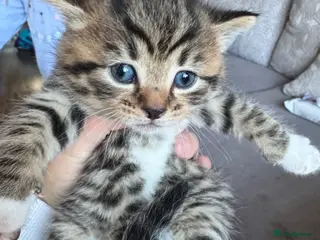 Mixed Breed cats Kittens for sale - Advert 1