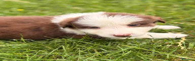 Border Collie 1