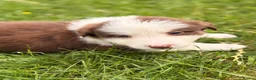 Border Collie dogs for sale: BEAUTIFUL BC PUPS, HEALTH TESTED CLEAR PARENTS  - Advert 26