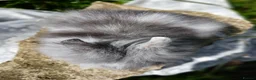 Lionhead rabbits for sale: Stunning DM Lionhead baby rabbits - Advert 12