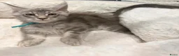 Maine Coon cats for sale: Stunning MaineCoon kittens  in Manchester - Advert 9