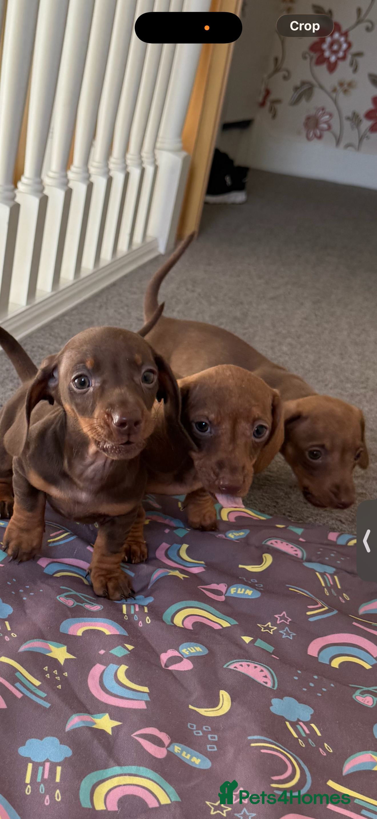 Miniature Dachshund dogs Mini dachshund puppies  - Advert 12
