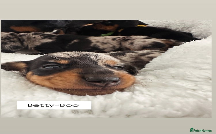 Miniature Dachshund dogs - Advert 7