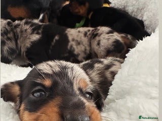 Miniature Dachshund dogs - Advert 7