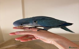 Parrots birds for sale: Hand reared baby quaker - Image 1