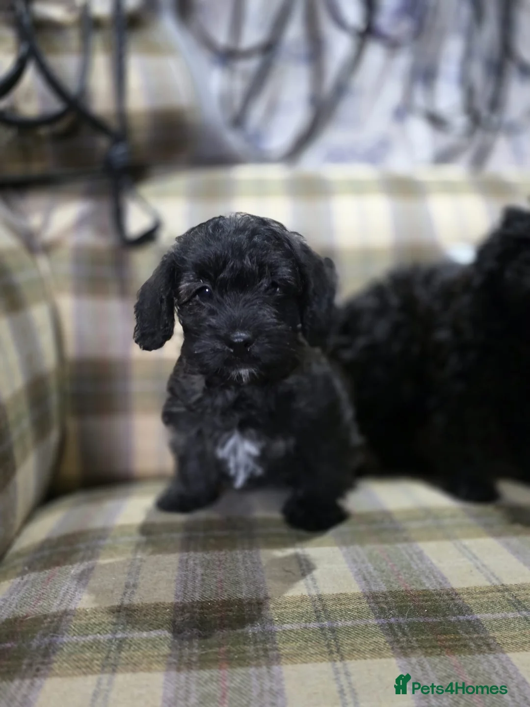 Pugapoo dogs for sale: Pugapoo Puppies Gorgeous Litter  - Advert 7