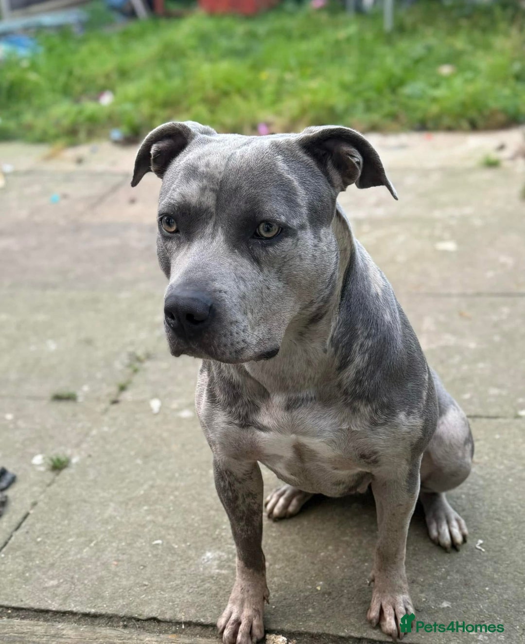 Mixed Breed dogs for sale: Female staffy - Image 2