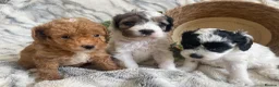 Cavapoo dogs for sale: THERAPY RAISED DNA TESTED CAVAPOOS  - Advert 7