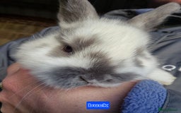Mini Lop rabbits for sale: Gorgeous Mini Lop X Rex Kits  - Advert 11