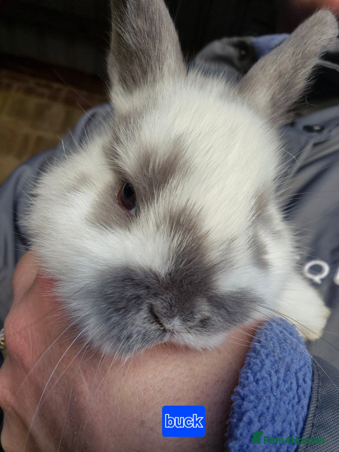 Mini Lop rabbits for sale: Gorgeous Mini Lop X Rex Kits  - Advert 11