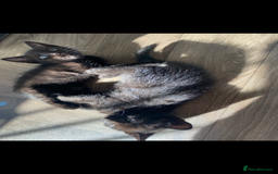 Mixed Breed cats for sale: 7 black kittens - Image 2