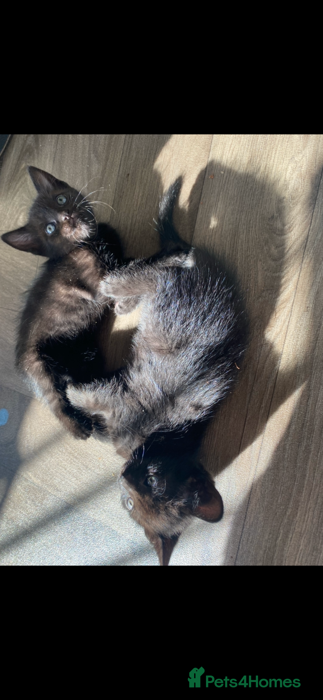 Mixed Breed cats for sale: 7 black kittens - Image 2