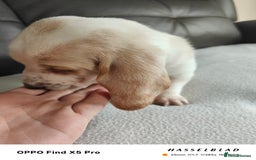 Basset Hound dogs for sale: Bassett Hound Puppies for Sale - Image 8