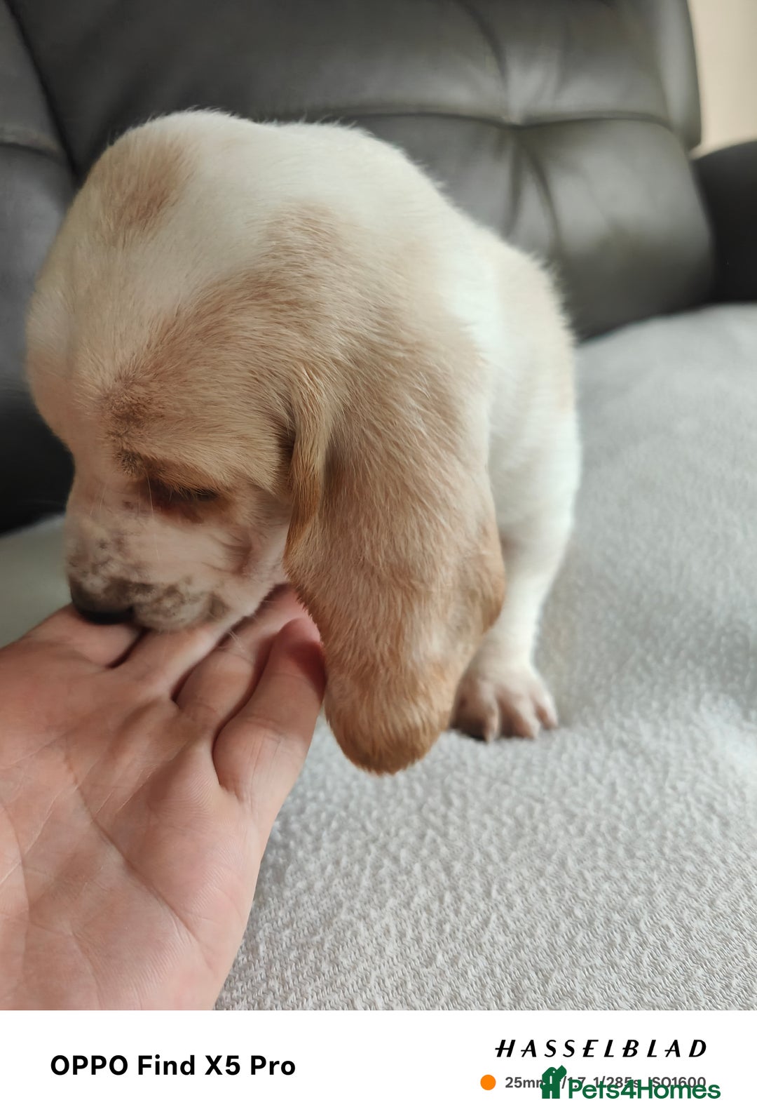 Basset Hound dogs for sale: Bassett Hound Puppies for Sale - Image 8
