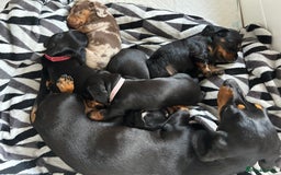 Miniature Dachshund dogs for sale: Beautiful miniature Dachshund  - Image 5