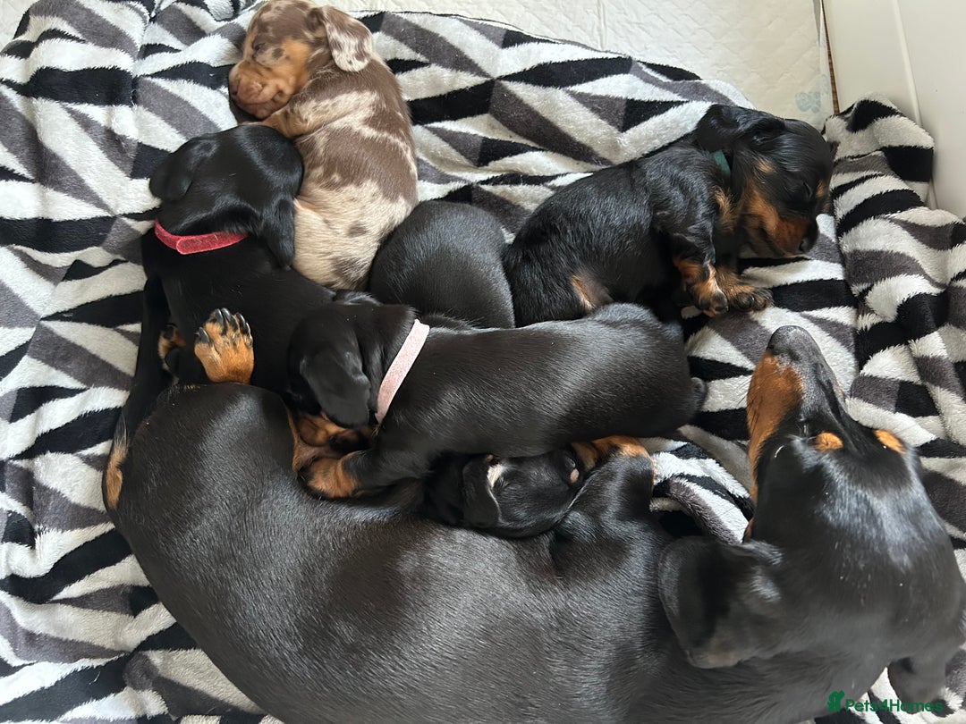 Miniature Dachshund dogs for sale: Beautiful miniature Dachshund  - Image 5