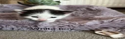 Mixed Breed cats for sale: Fluffy black and white kittens  - Advert 17