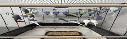 Budgerigars birds for sale: Budgerigars boys and girls - Advert 1