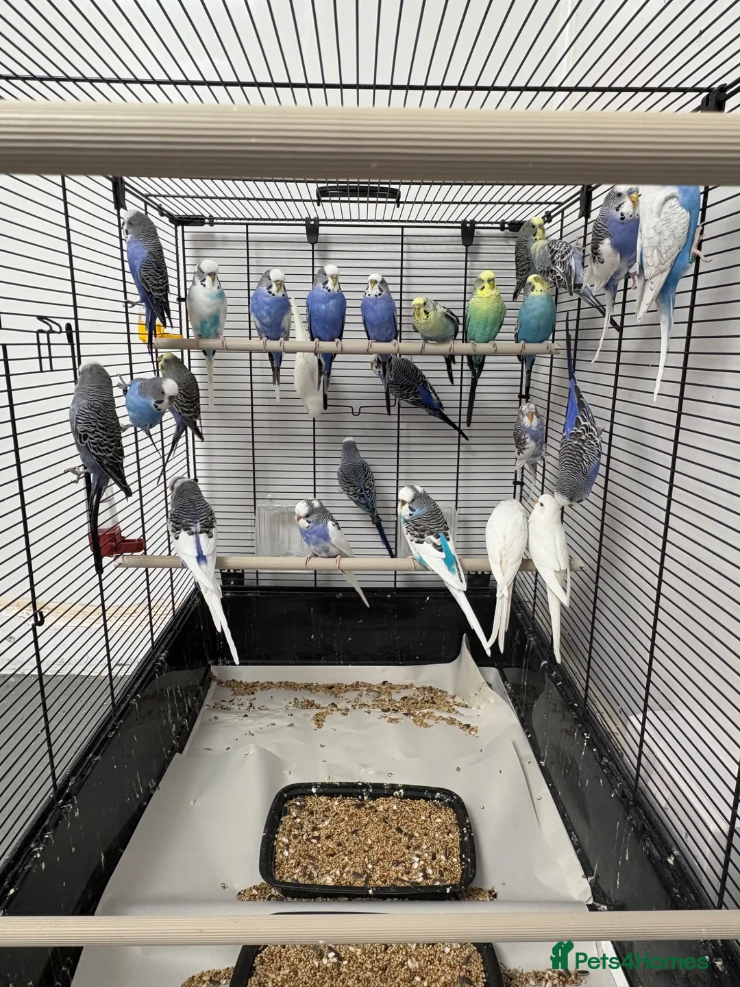 Budgerigars birds for sale: Budgerigars boys and girls - Advert 1