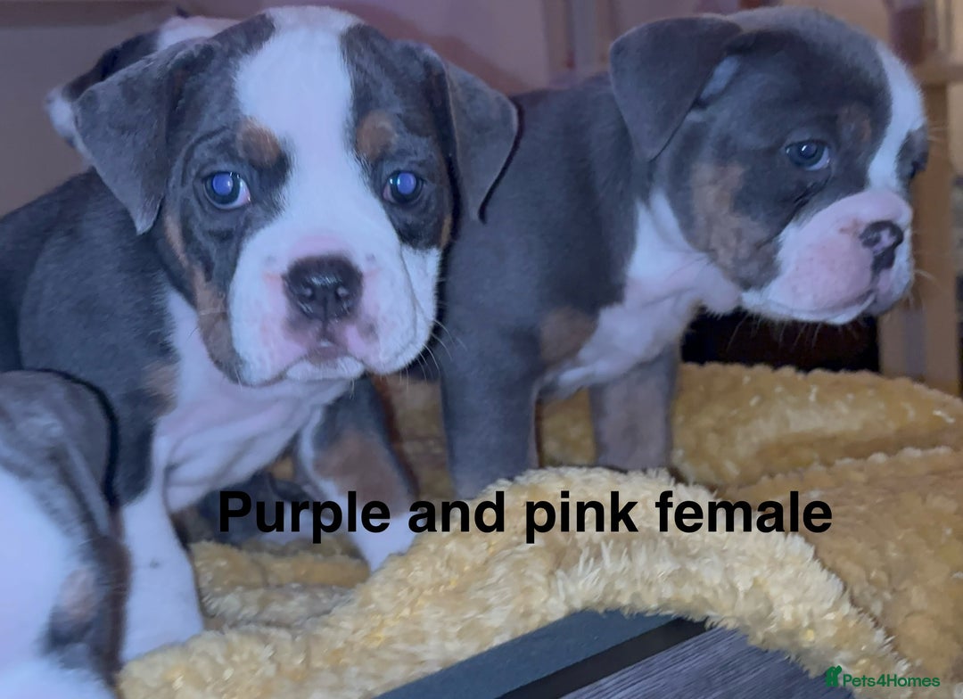 Olde English Bulldogge dogs for sale: Olde English bulldogs puppies  - Image 27
