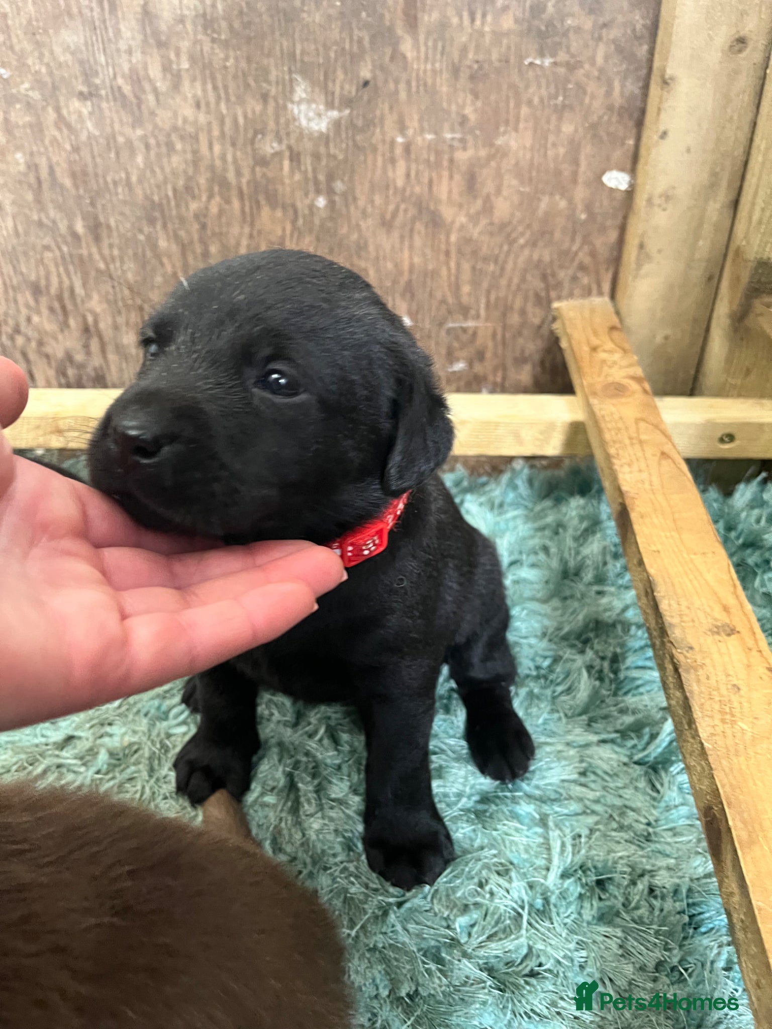 Labrador Retriever dogs for sale: Pedigree Labrador Pups  - Advert 11