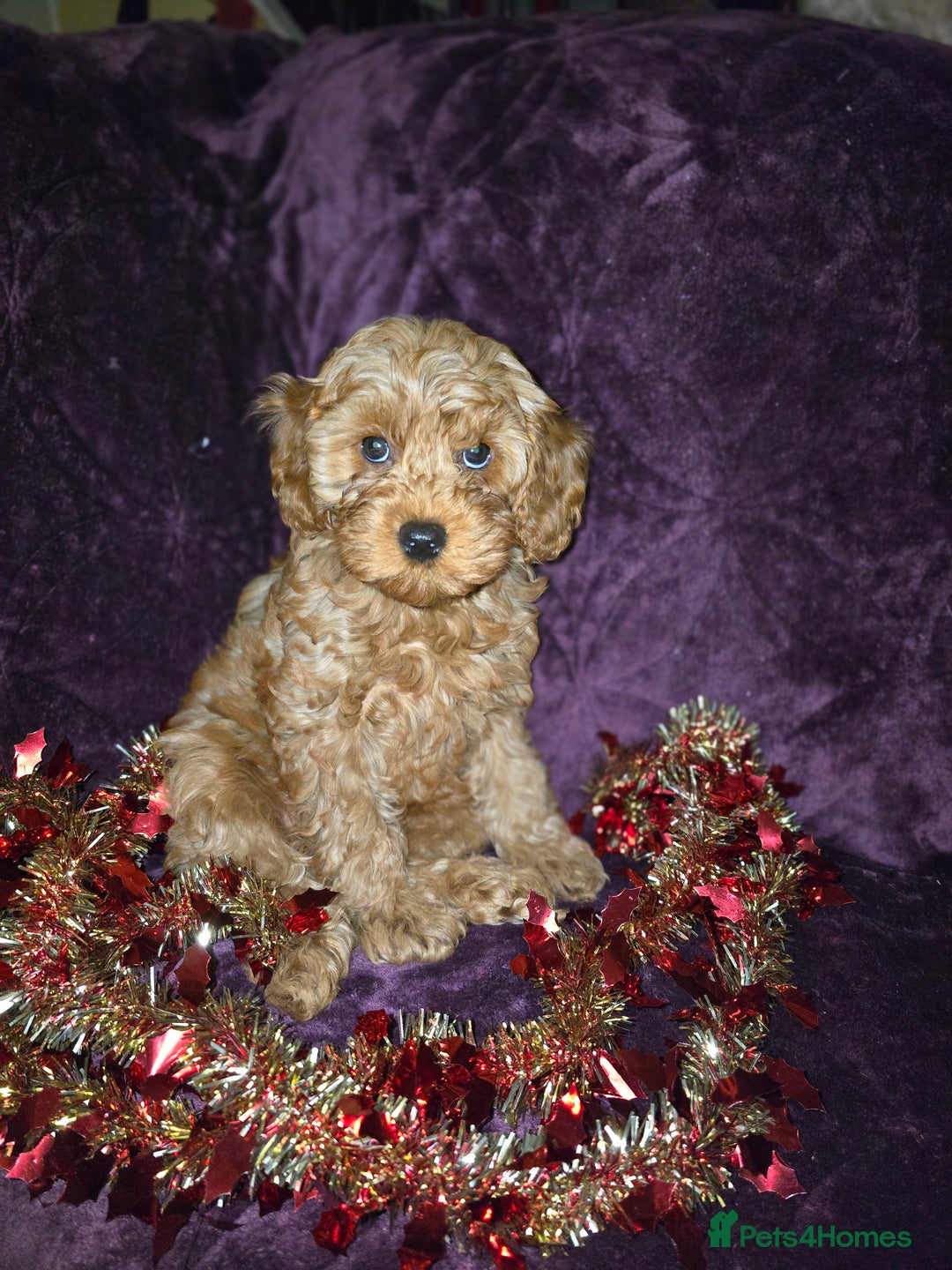 Cavapoo dogs for sale: For sale  - Advert 13