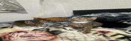 Mixed Breed cats for sale: Kittens for sale!  - Advert 24
