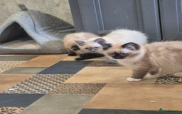 Ragdoll cats for sale: 4 ragdolls ready to leave now  - Image 29