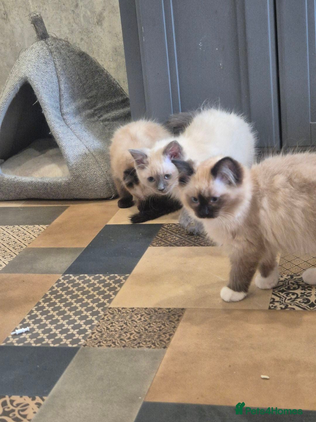 Ragdoll cats for sale: 4 ragdolls ready to leave now  - Image 29