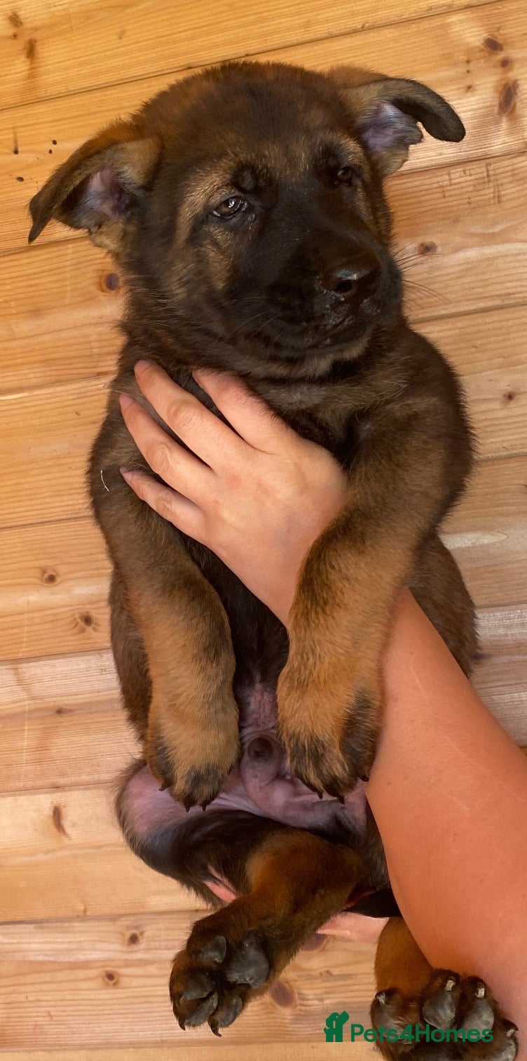 German Shepherd dogs Working-Line German Shepherd Pups Ready Now - Advert 1