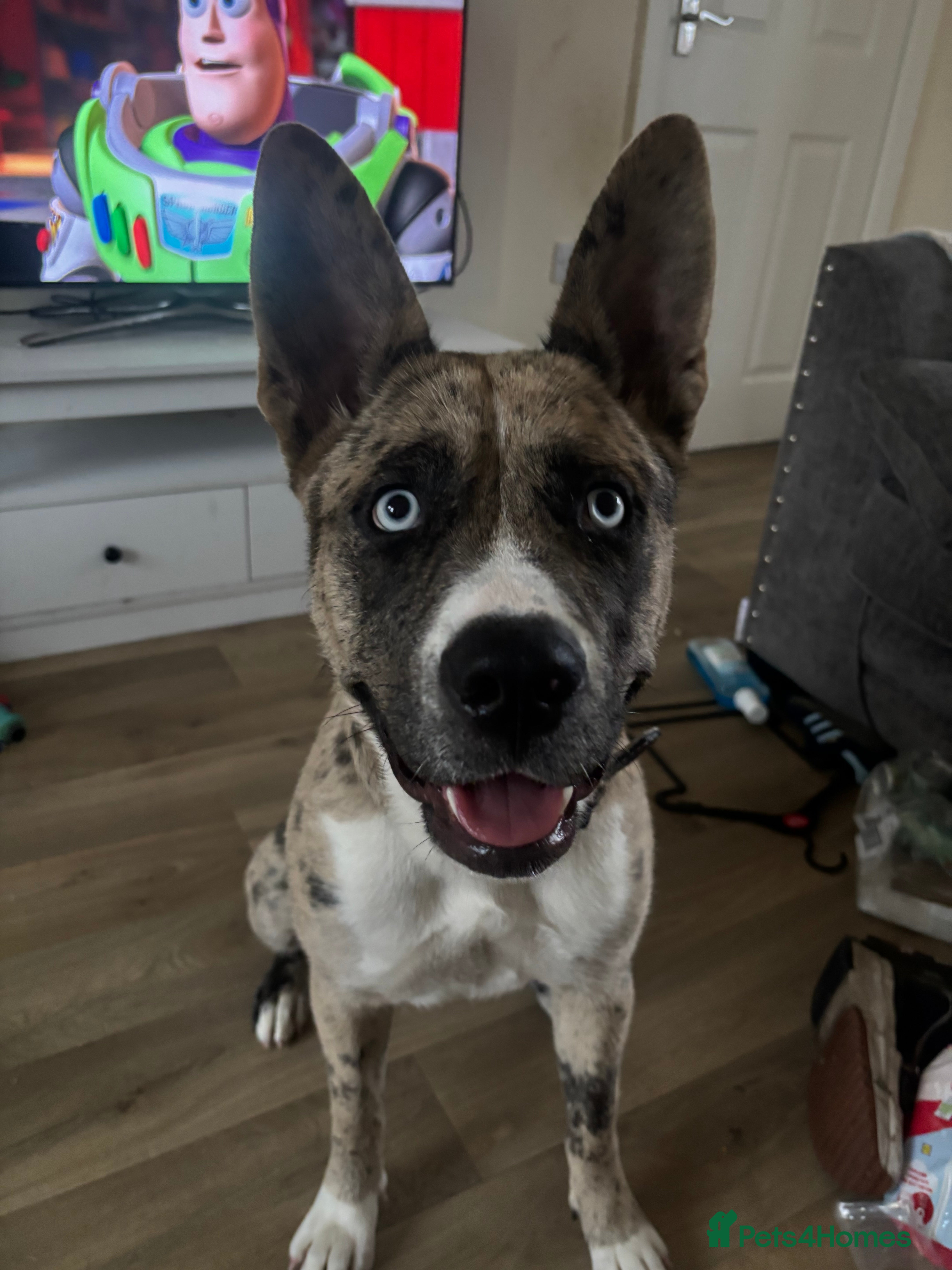 Mixed Breed dogs 7 months old Husky mix  - Advert 1