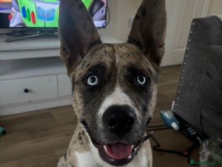 Mixed Breed dogs 7 months old Husky mix - Advert 6