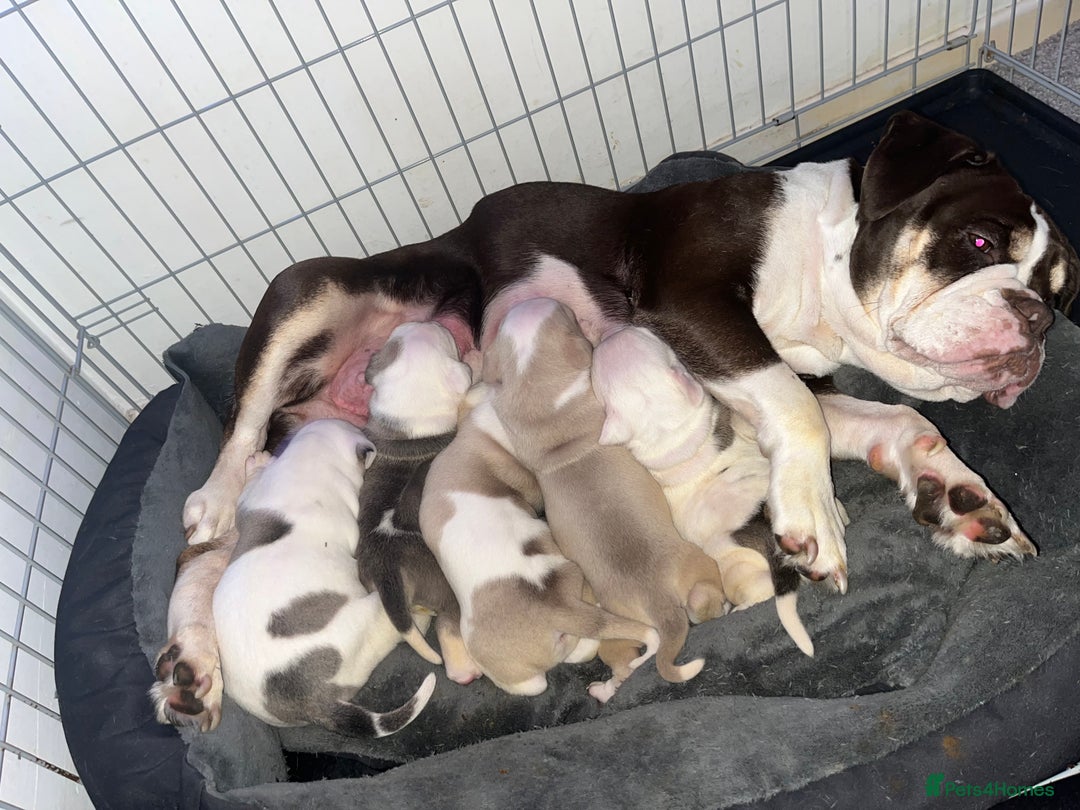 Mixed Breed dogs for sale: 4 beautiful olde English bulldog/ American bulldog - Advert 27