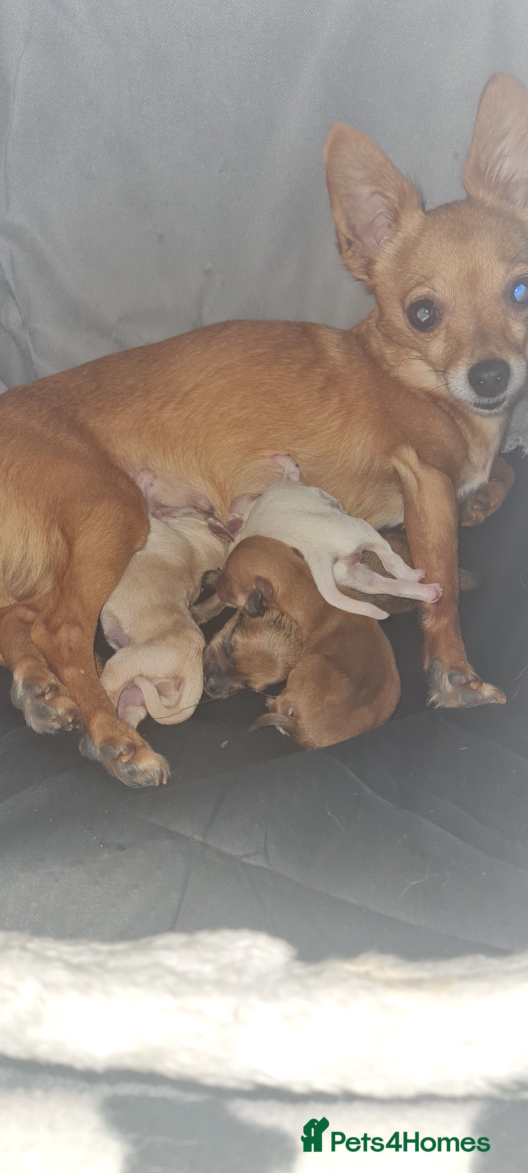 Mixed Breed dogs Beautiful chihuahua mix puppies - Advert 1