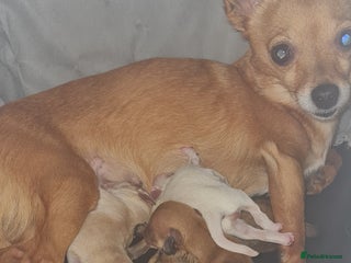 Mixed Breed dogs Beautiful chihuahua mix puppies - Advert 1