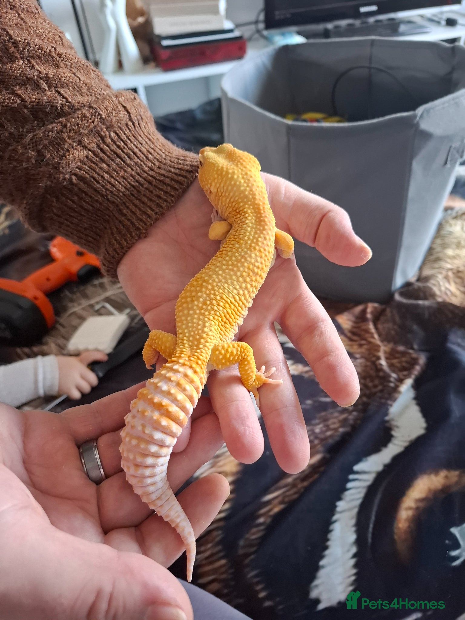 Gecko reptiles Albino leopard gecko - Advert 2