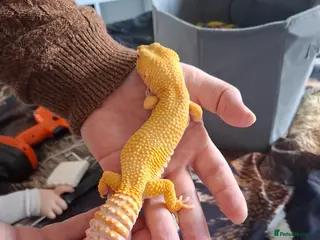 Gecko reptiles Albino leopard gecko - Advert 2