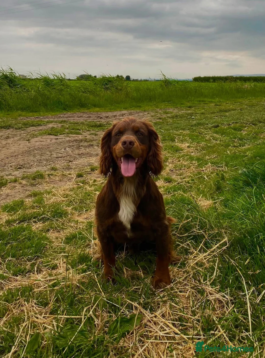 Cocker Spaniel dogs for sale: KC registered working cocker spaniel puppy  - Advert 3