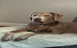 Labrador Retriever dogs for sale: Silver/Grey Labrador - Image 1