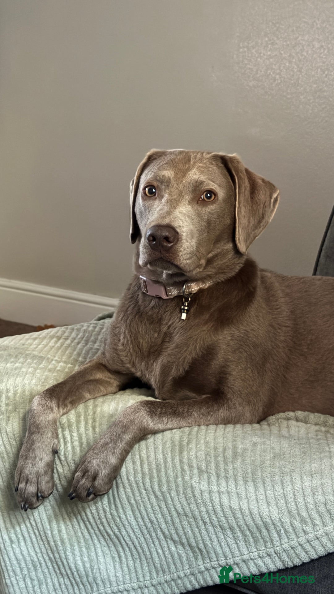 Labrador Retriever dogs for sale: Silver/Grey Labrador - Image 1