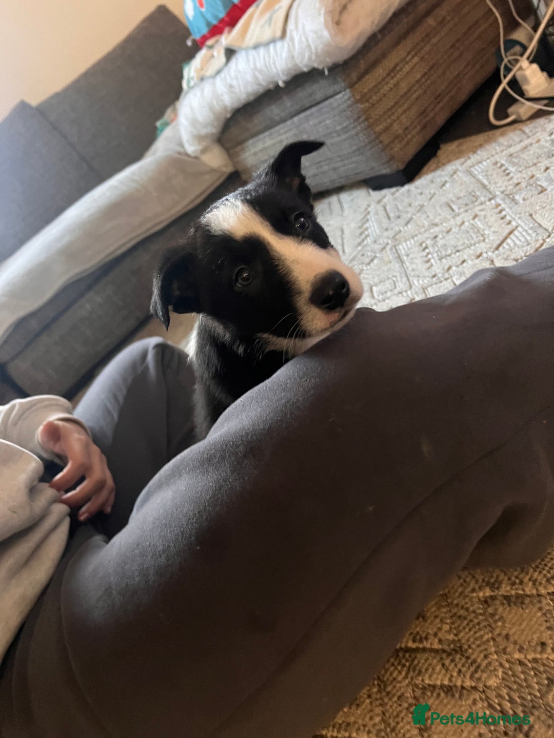 Border Collie dogs for sale: Beautiful MALE Border Collie Puppy - Advert 10