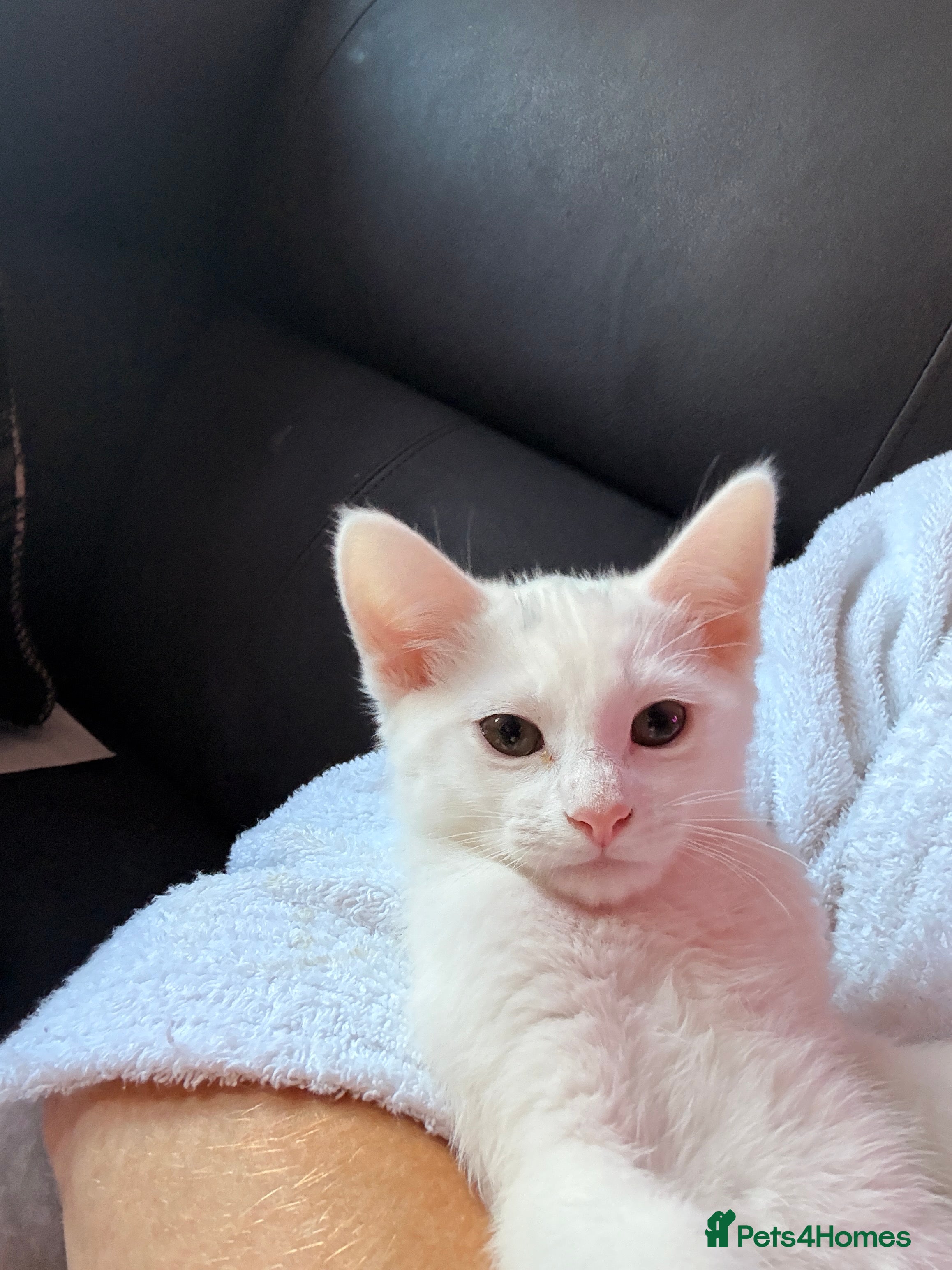 Siamese cats Affectionate Siamese Type Kittens Indoor Raised - Advert 3