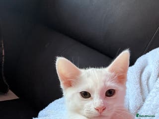 Siamese cats Affectionate Siamese Type Kittens Indoor Raised - Advert 13