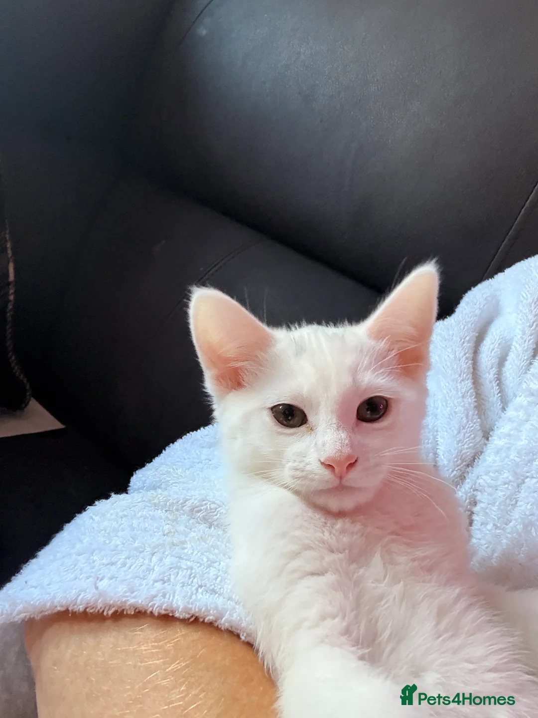 Siamese cats for sale: Affectionate Siamese Type Kittens Indoor Raised - Advert 1