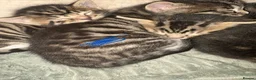 Mixed Breed cats for sale: Tubby/Bengal - Advert 4